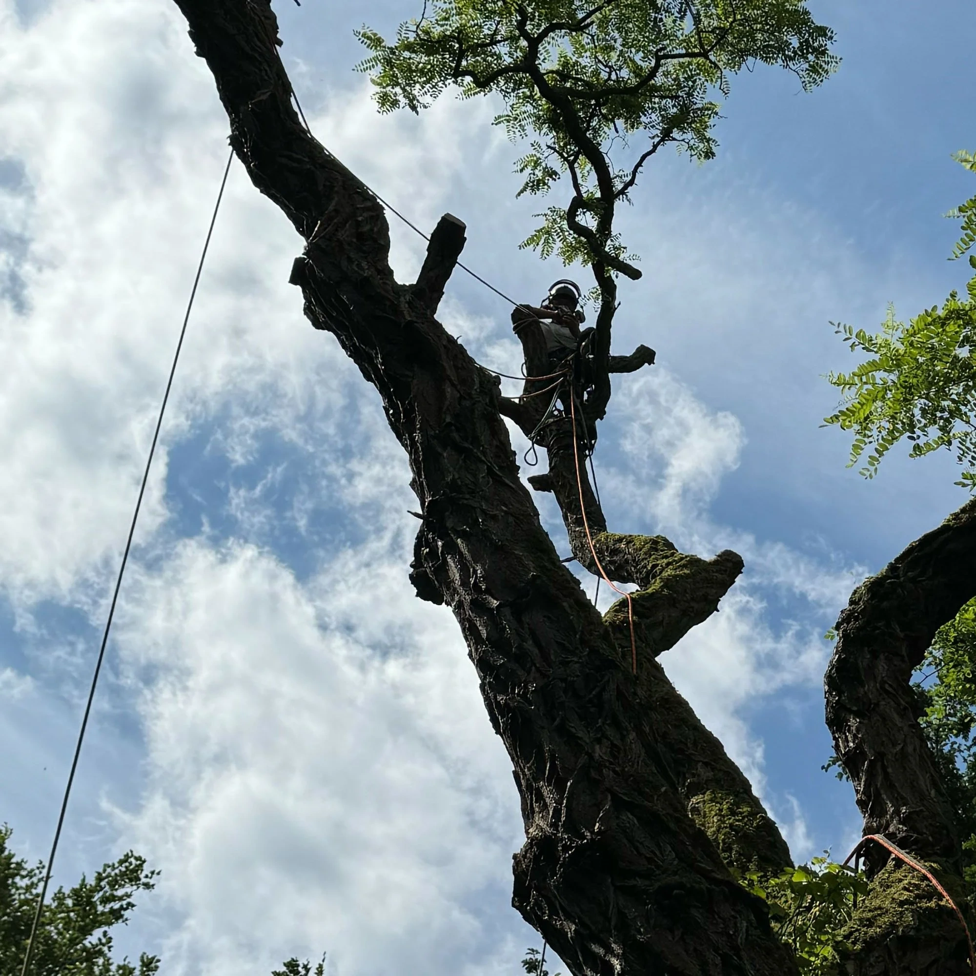 Top Signs Your Trees Are Hazardous