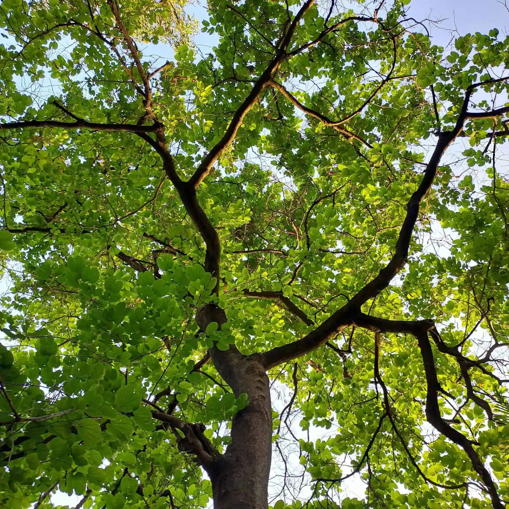 When Is the Right Time to Remove a Tree?